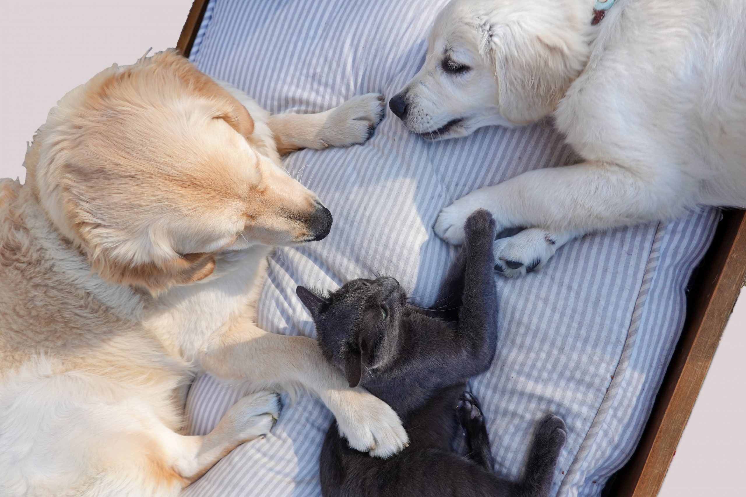 Dog-Friendly Cats and Cat-Friendly Dogs: Learning to Live Together