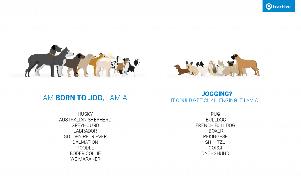 Running dog breed infographic - which dog breeds can run and which are better off not running
