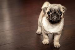 10 Most Interesting Facts About The Puggle | Innovet Pet