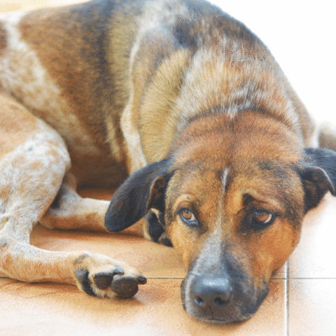 Dog Diabetes Causes Lethargy