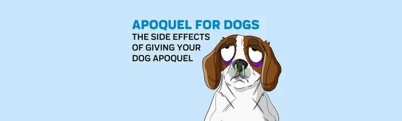 Apoquel for Dogs: A Long Term Solution? | JollyPetsLife