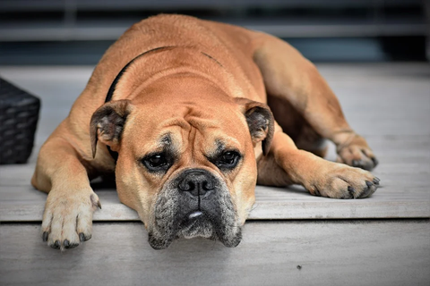 CBD Oil for Dogs With Cushings Disease