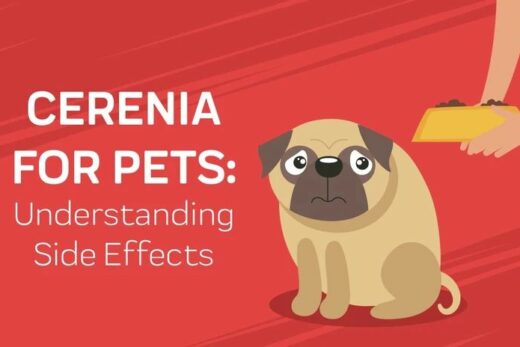 can i give my dog metronidazole