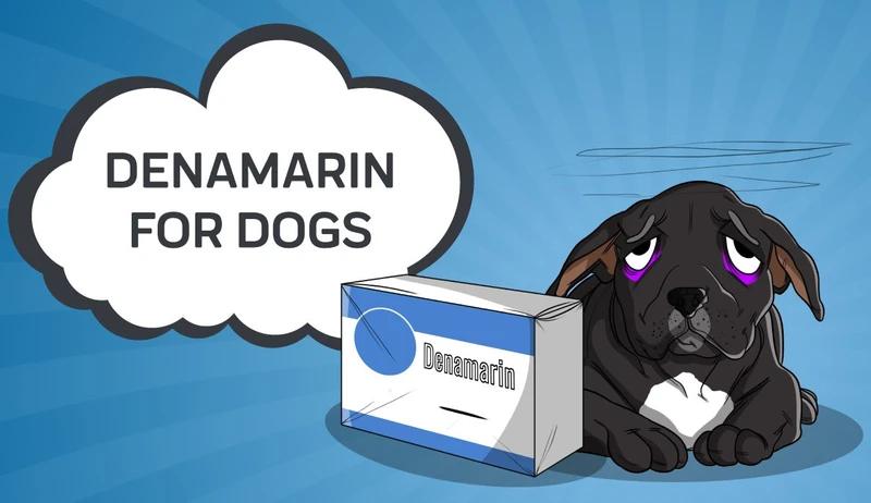 Denamarin For Dogs: How Does It Support Liver Function? | JollyPetsLife