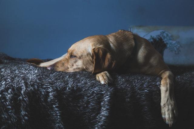 Ways to Change your Dog's Sleeping Habits