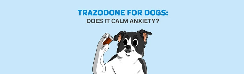 Trazodone For Dogs: Does It Calm Anxiety? - JollyPetsLife