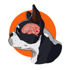 Brain Tumors in Dogs | Innovet