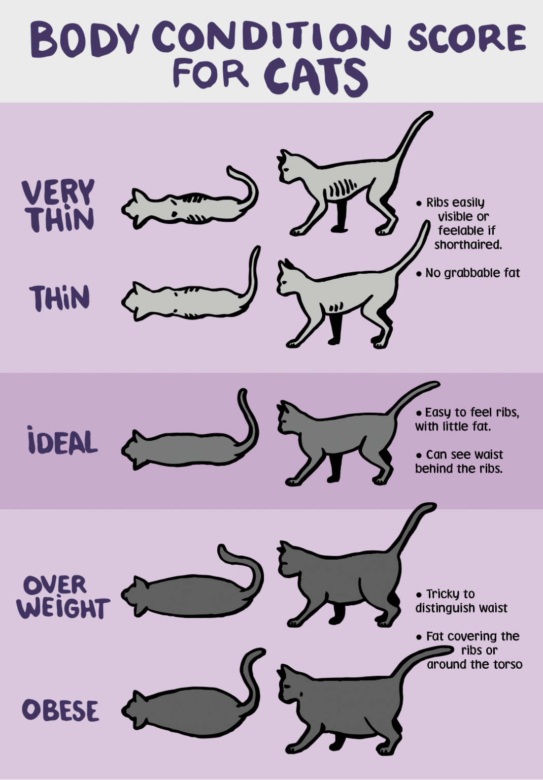 Cat Weight Chart Helping your cat lose weight JollyPetsLife