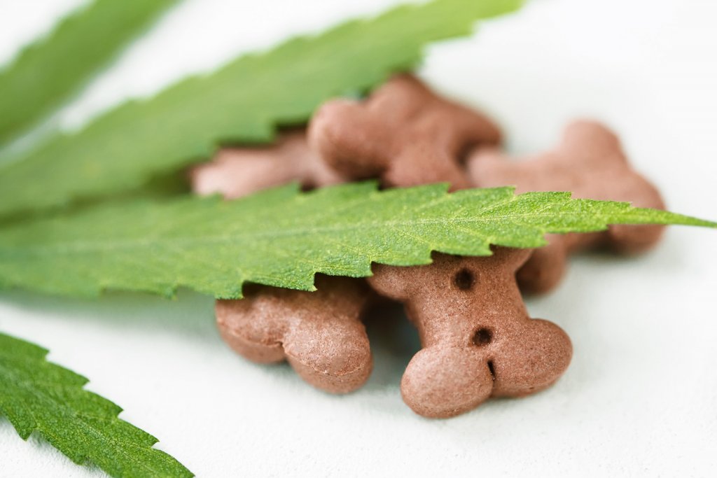 hemp leaf and cbd dog treats