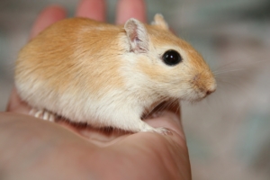 Brown and white gerbil being held