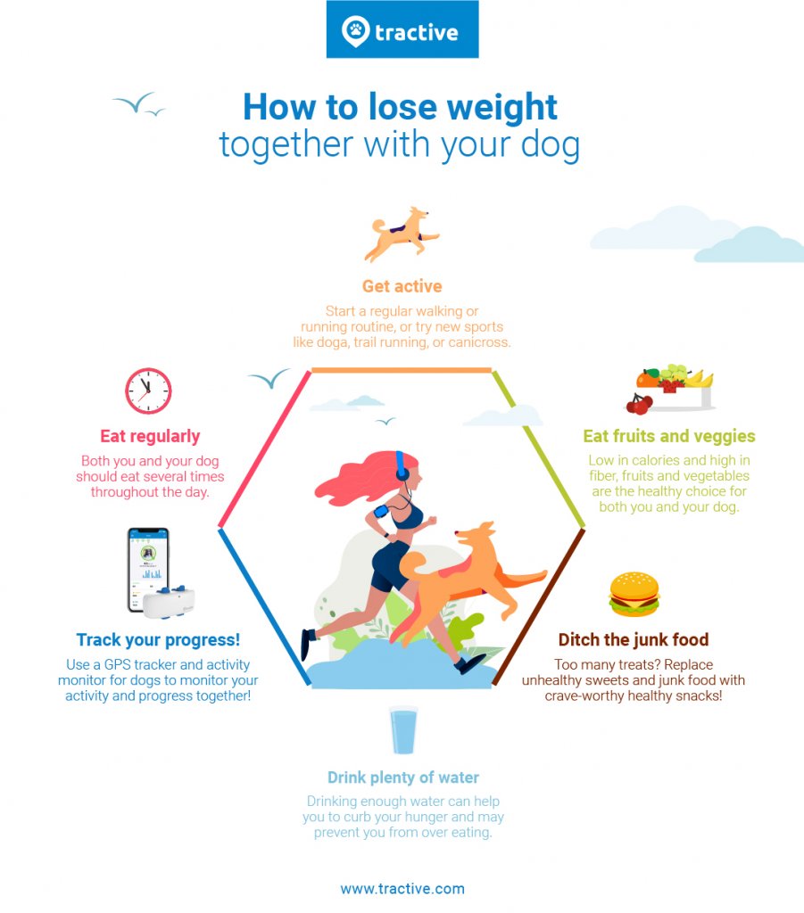 Lose weight and get fit with your dog in 6 steps - infographic