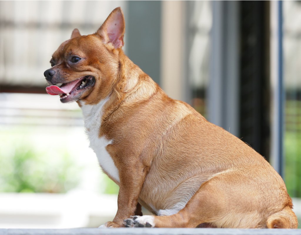 Obese Dogs: Steps to Approach the Weight