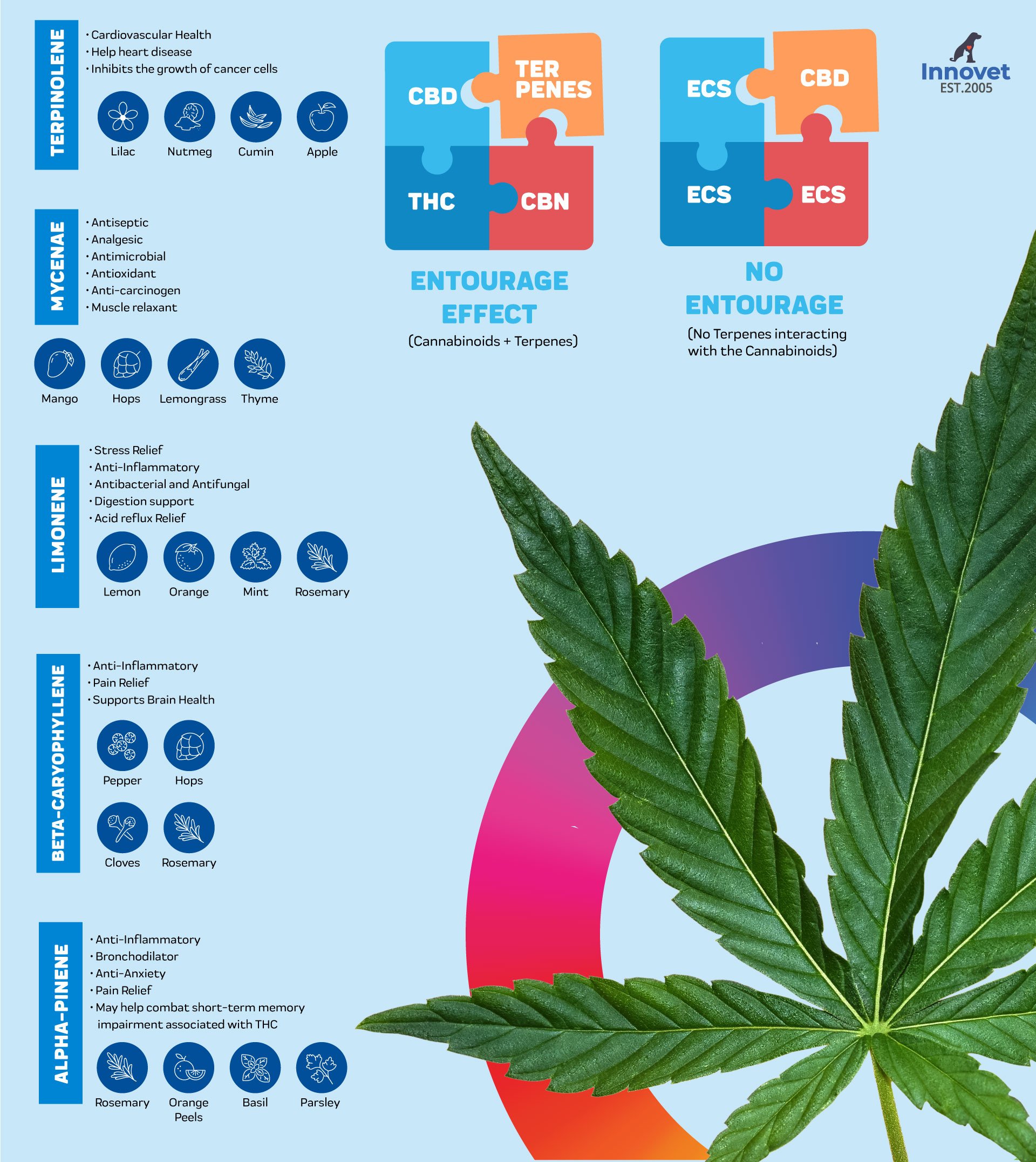 What are terpenes and what is entourage effect