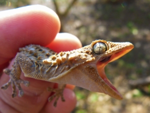 Gecko being held with his mouth open