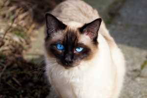 White and brown siamese cat with blue eyes
