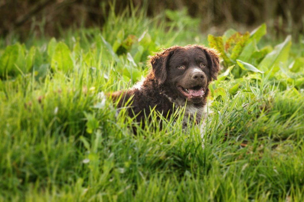 Curly-Coated Retriever dog laying in grass