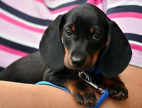  small dachshund in arms