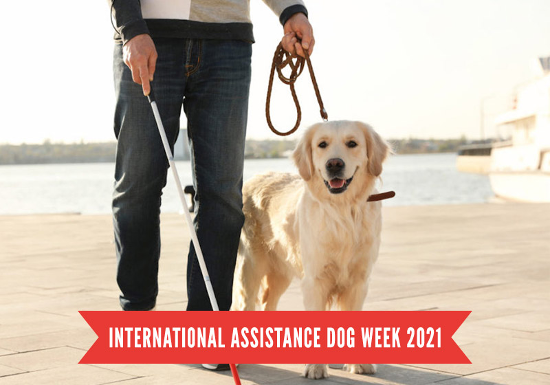 International Assistance Dog Week