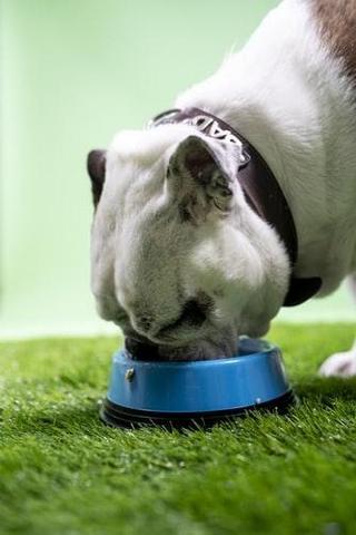 dog eating food