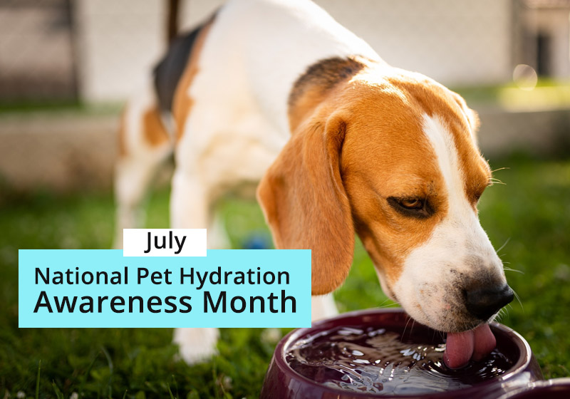 National Pet Hydration Awareness Month - JollyPetsLife