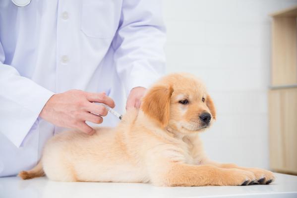 the-puppy-vaccination-schedule-explained-jollypetslife