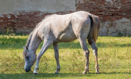Grey horse on a pasture