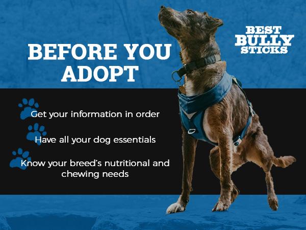 before you adopt