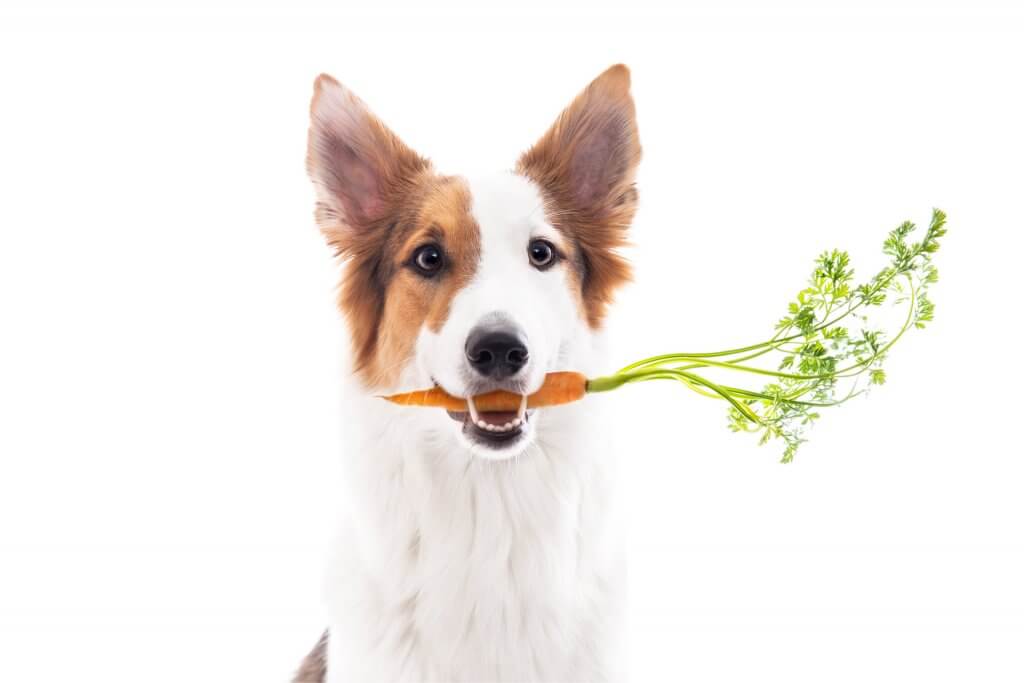 White and brown dog holding carrot in mouth vegetables for dogs