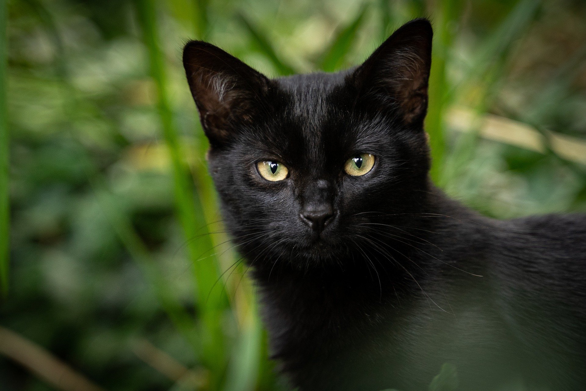 Why are black cats unlucky?