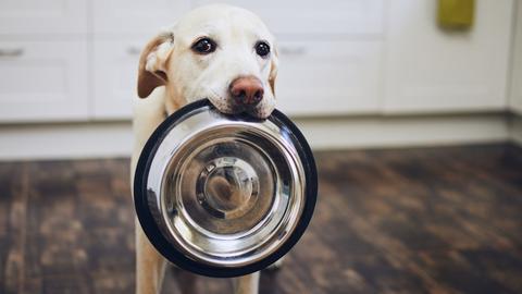 Dog with empty dog bowl in its mouth