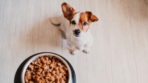 Holding bowl, wondering How much dry food should I feed my dog? And hungry dog