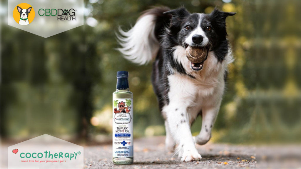 Cocotherapy MCT Oil and Dog - Featured Image