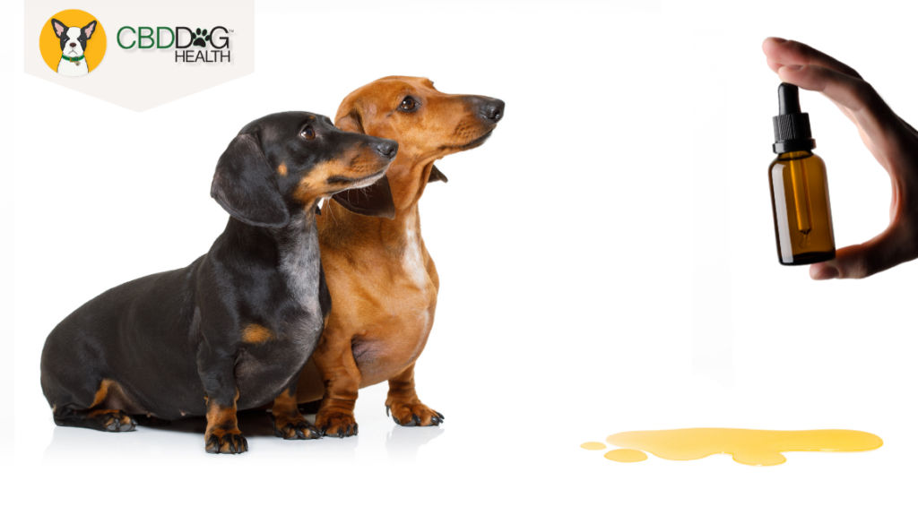 Natural Remedy: CBD for UTIs in Dogs
