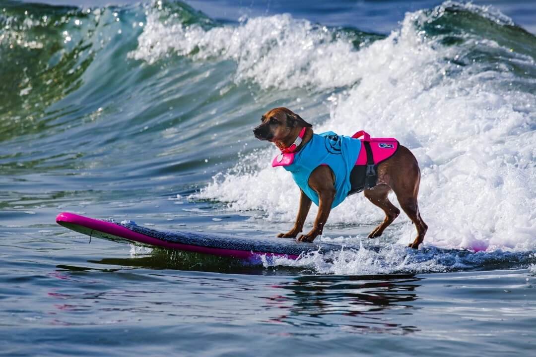 Giselle, a Rhodesian Ridgeback, rides a wave.