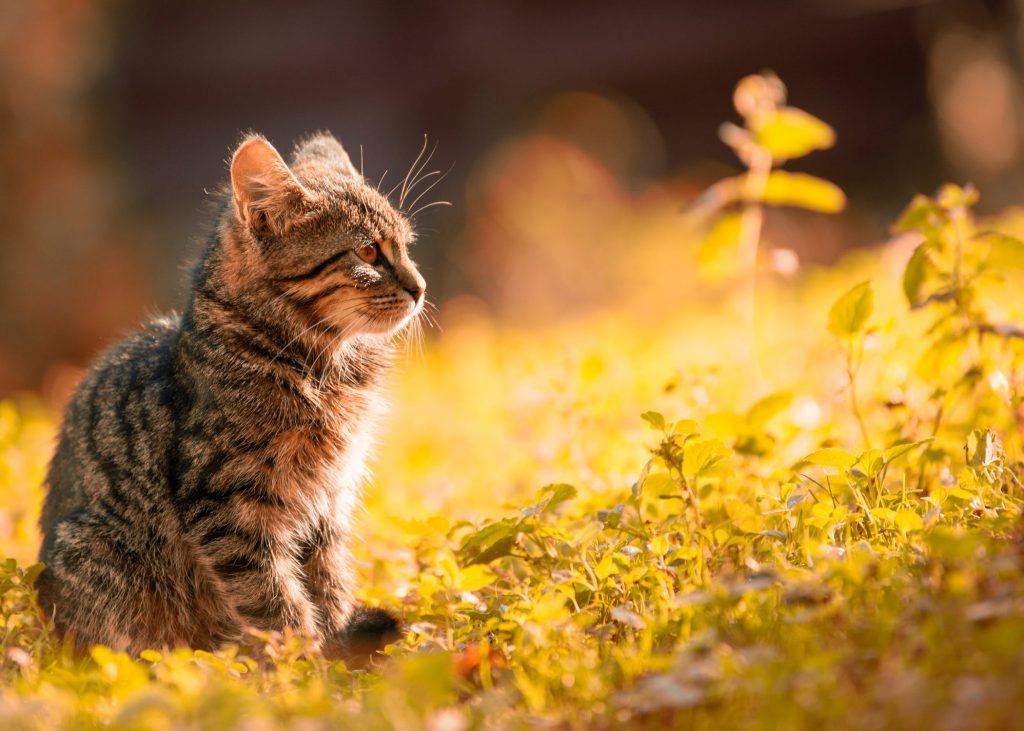 kitten outdoors in foliage