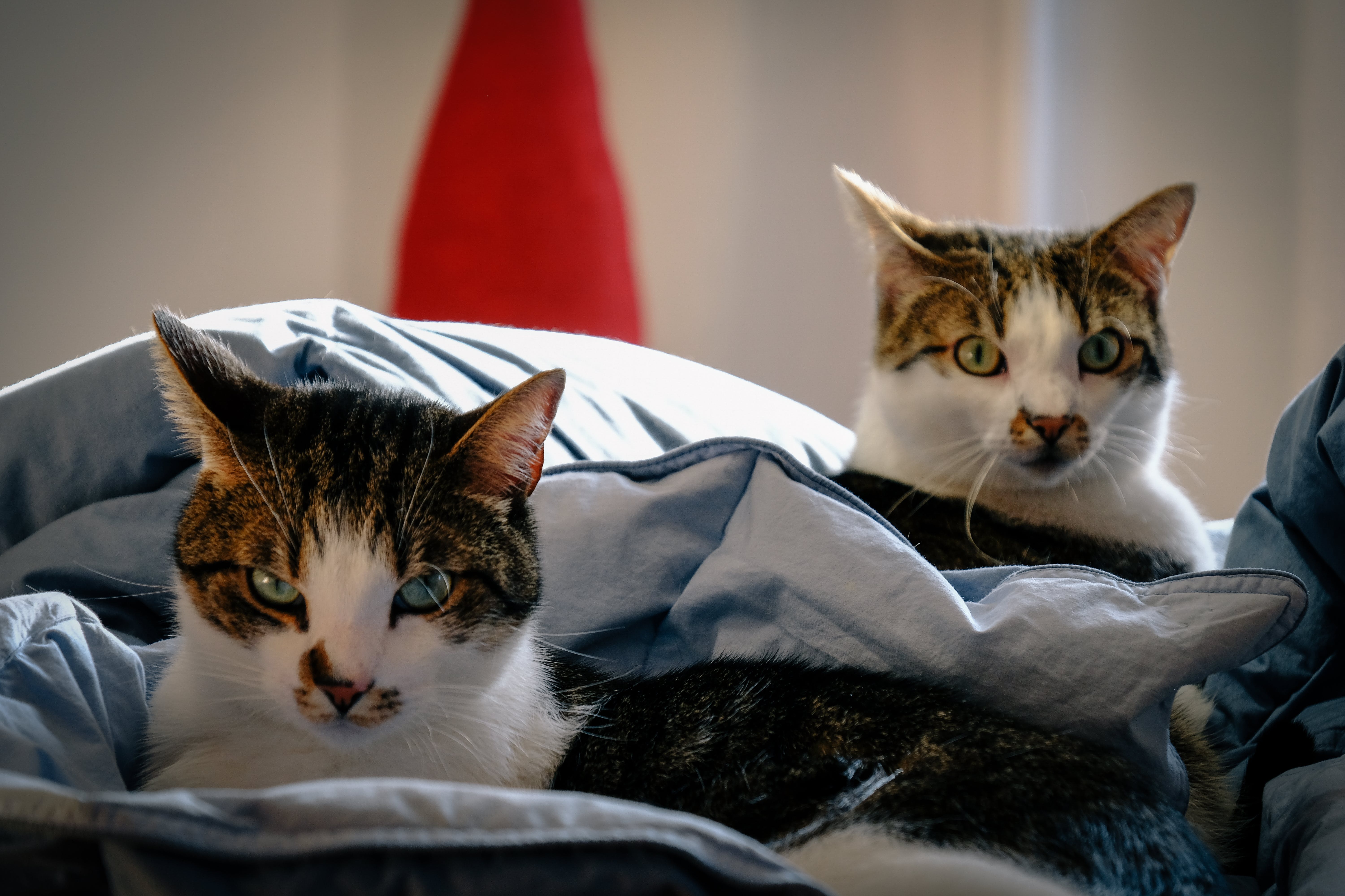 cats laying in owner's bed