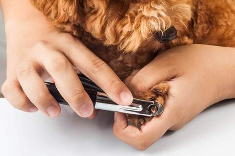 guillotine dog nail clippers cutting cavoodle nails