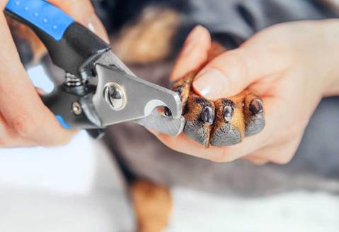 dogs nail being clipped