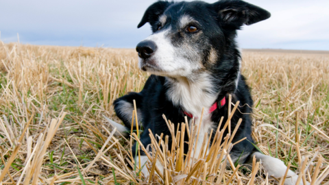 Dog laying in a wheat field thinking about wheat-free dog food