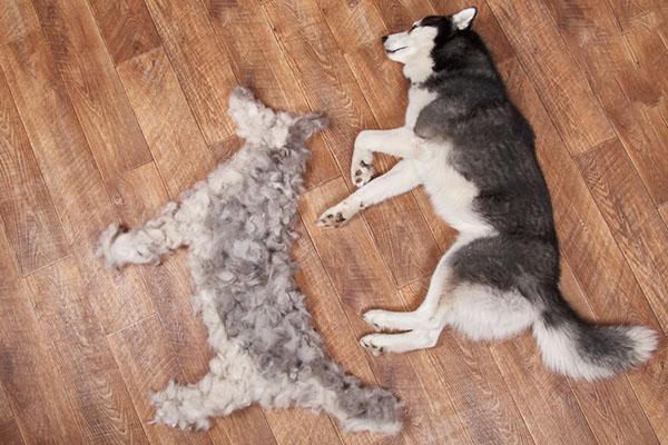 pair dogs lay on floor