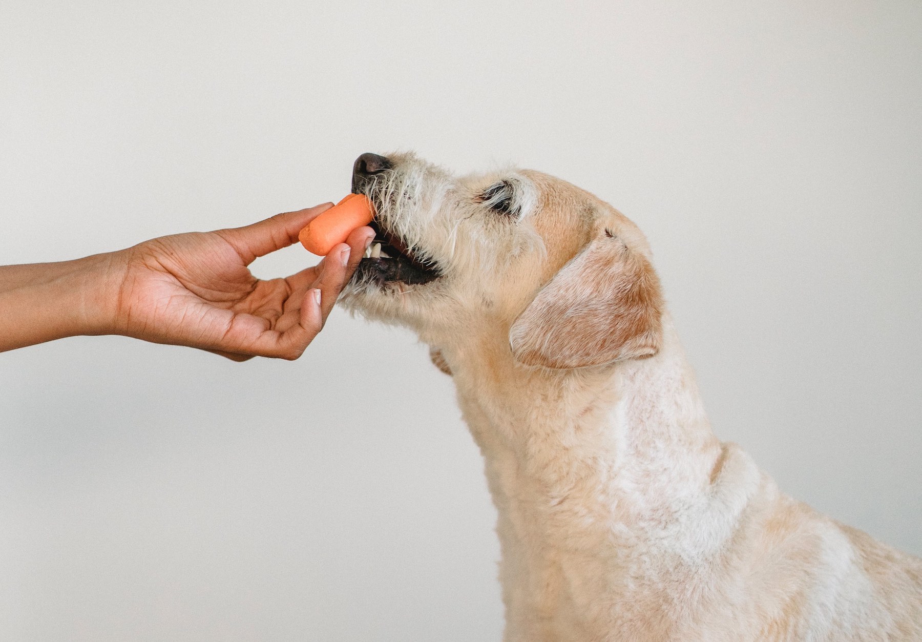 10 Human Foods Safe for Dogs