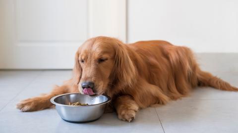 Dog licking their bowl clean