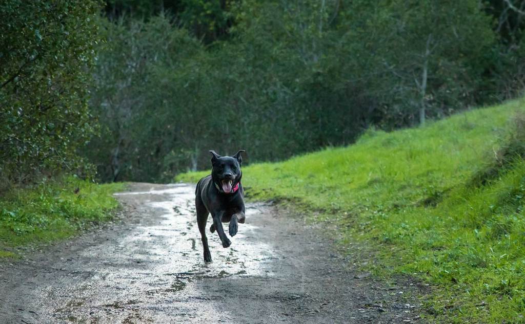 Muddy Dog