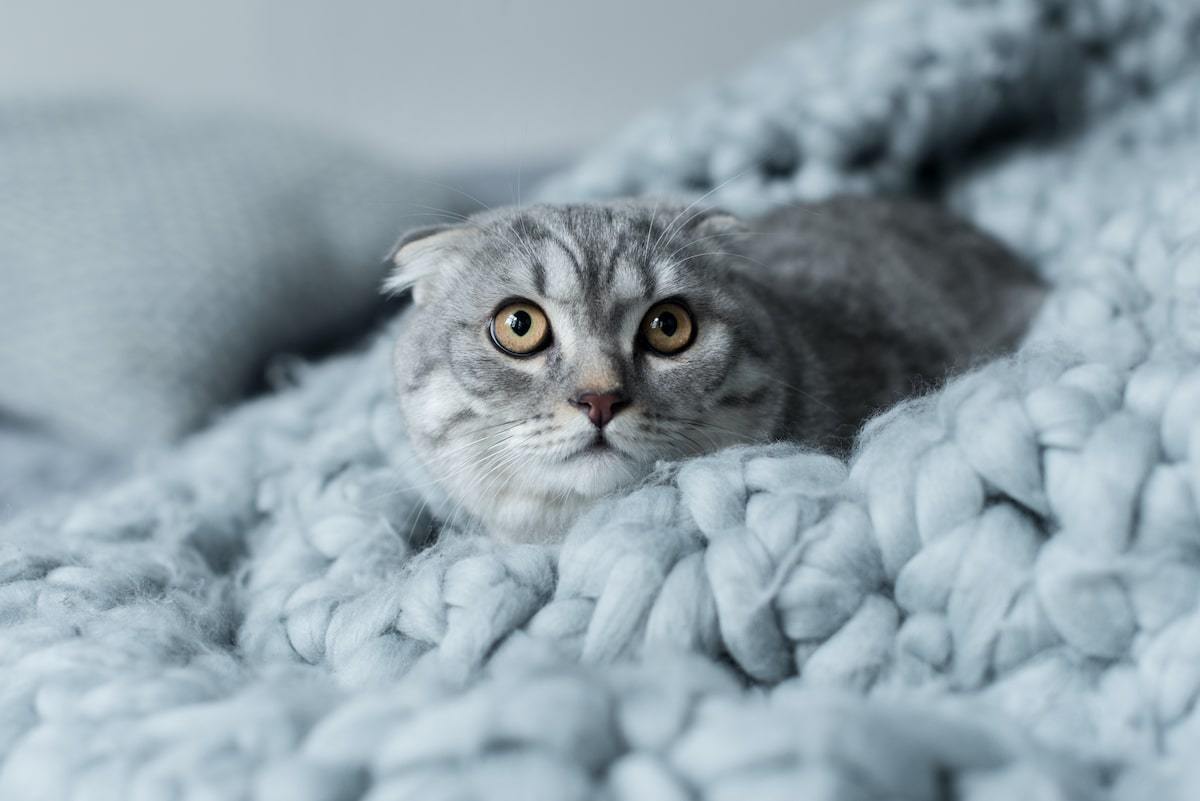 Anxiety in Cats: Is Your Feline Stressed Out?