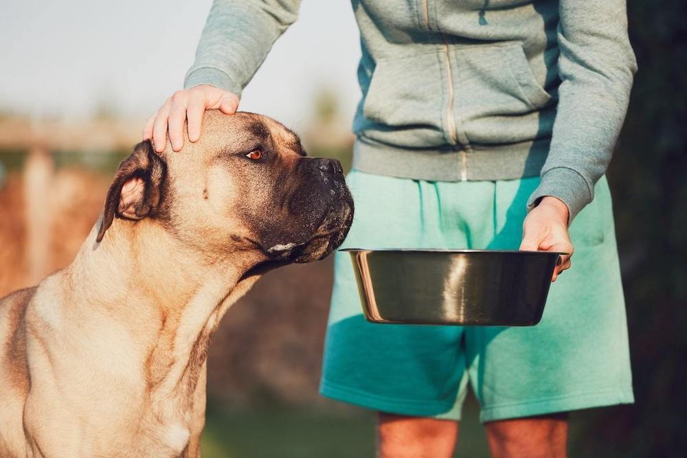 Best Dog Food: Increase Longevity with the Right Dog Food