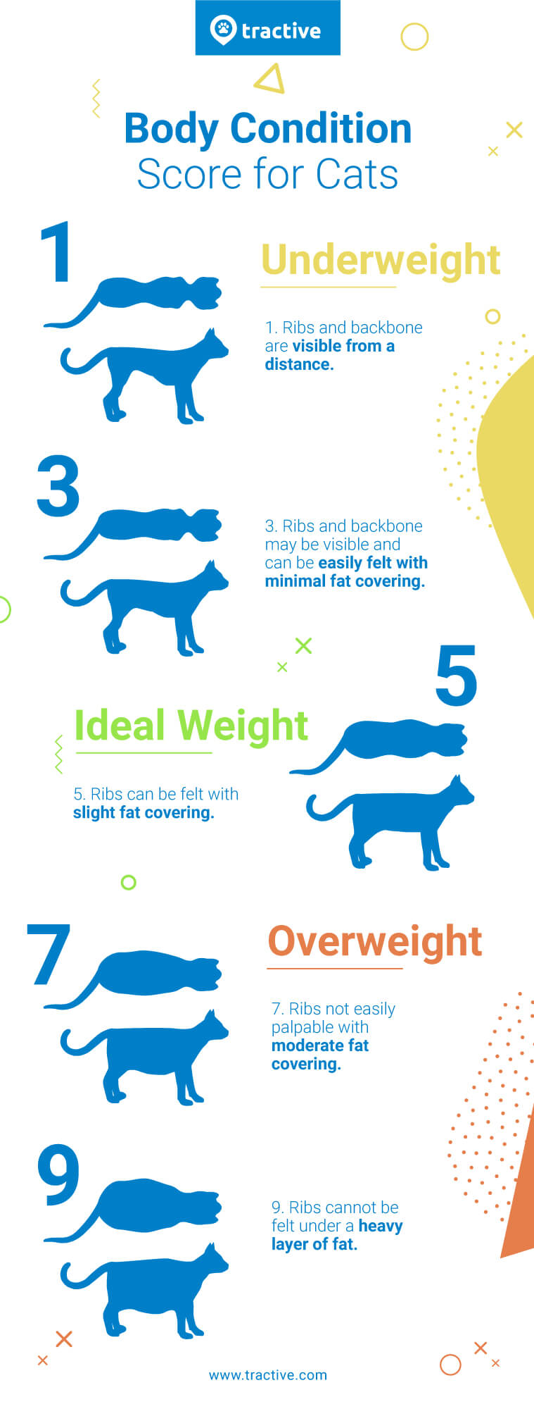 Cat Body Condition Score chart illustrated by Tractive - Underweight, ideal cat weight, overweight