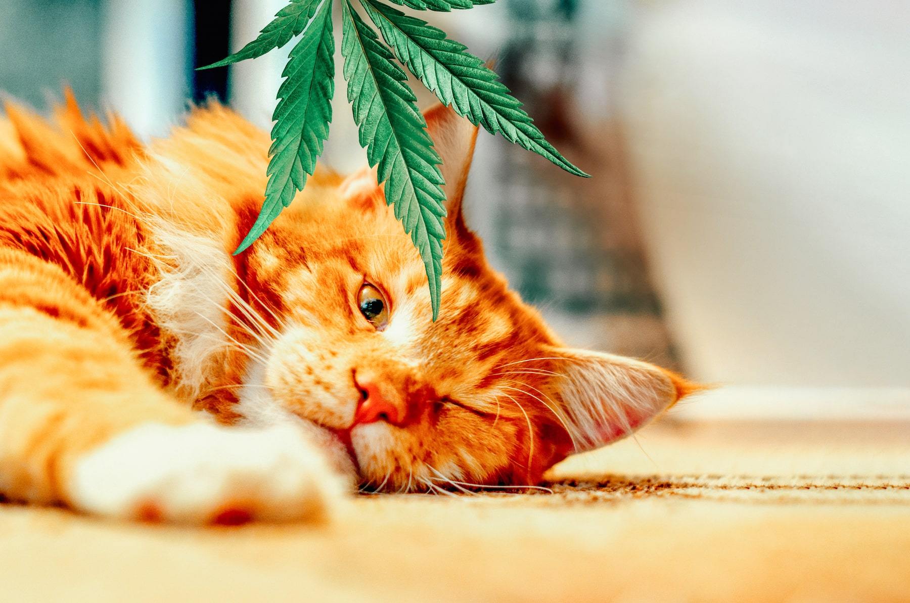CBD Oil for Cats: Everything You Need to Know