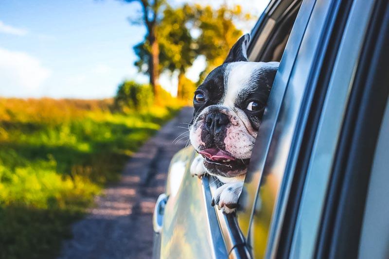 Driving with Dogs: How to Help Your Pooch Overcome Fear of Cars