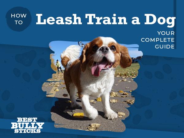 How to Leash Train a Dog Your Complete Guide