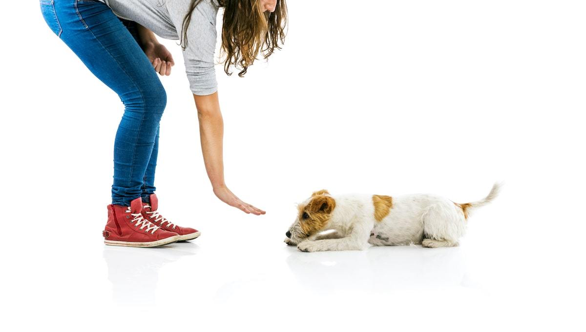 Luring, Capturing, and Shaping: Three Dog Training Techniques Every Dog Owner Should Learn